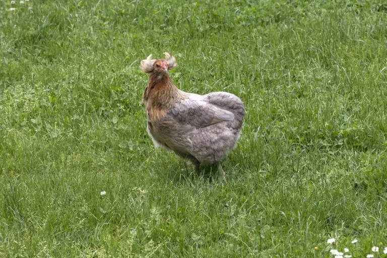 Une poule Araucana dans l’herbe poule araucana