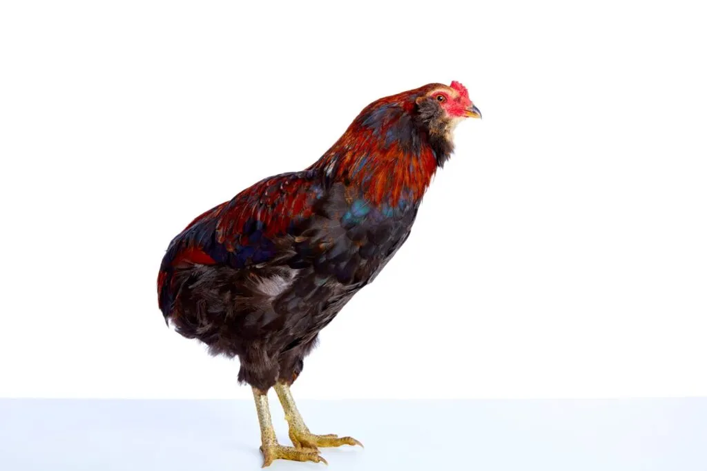 Une poule Araucana aux belles couleurs poules araucana