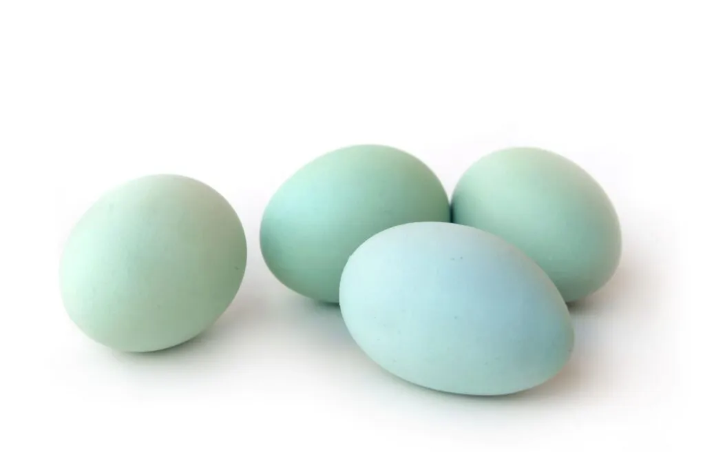 Des oeufs de poules Araucana oeuf araucana