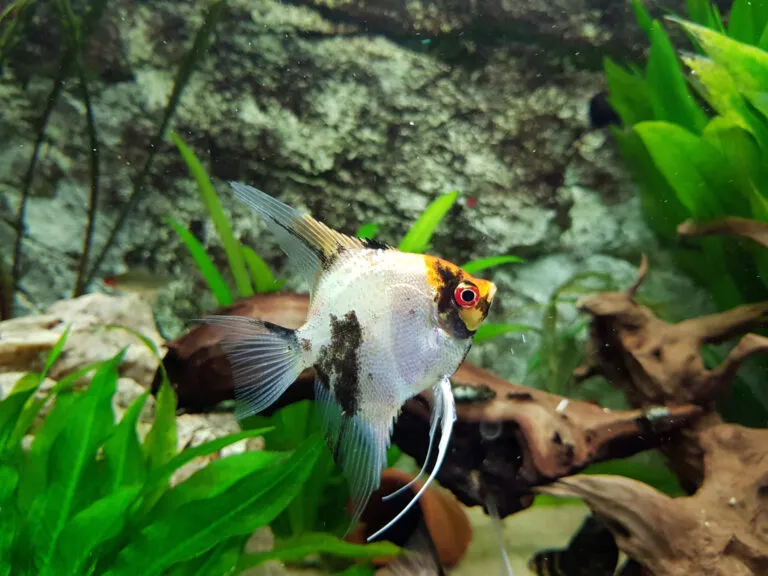 scalaire