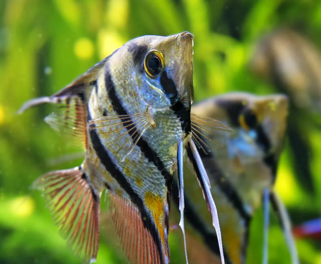 scalaire poisson