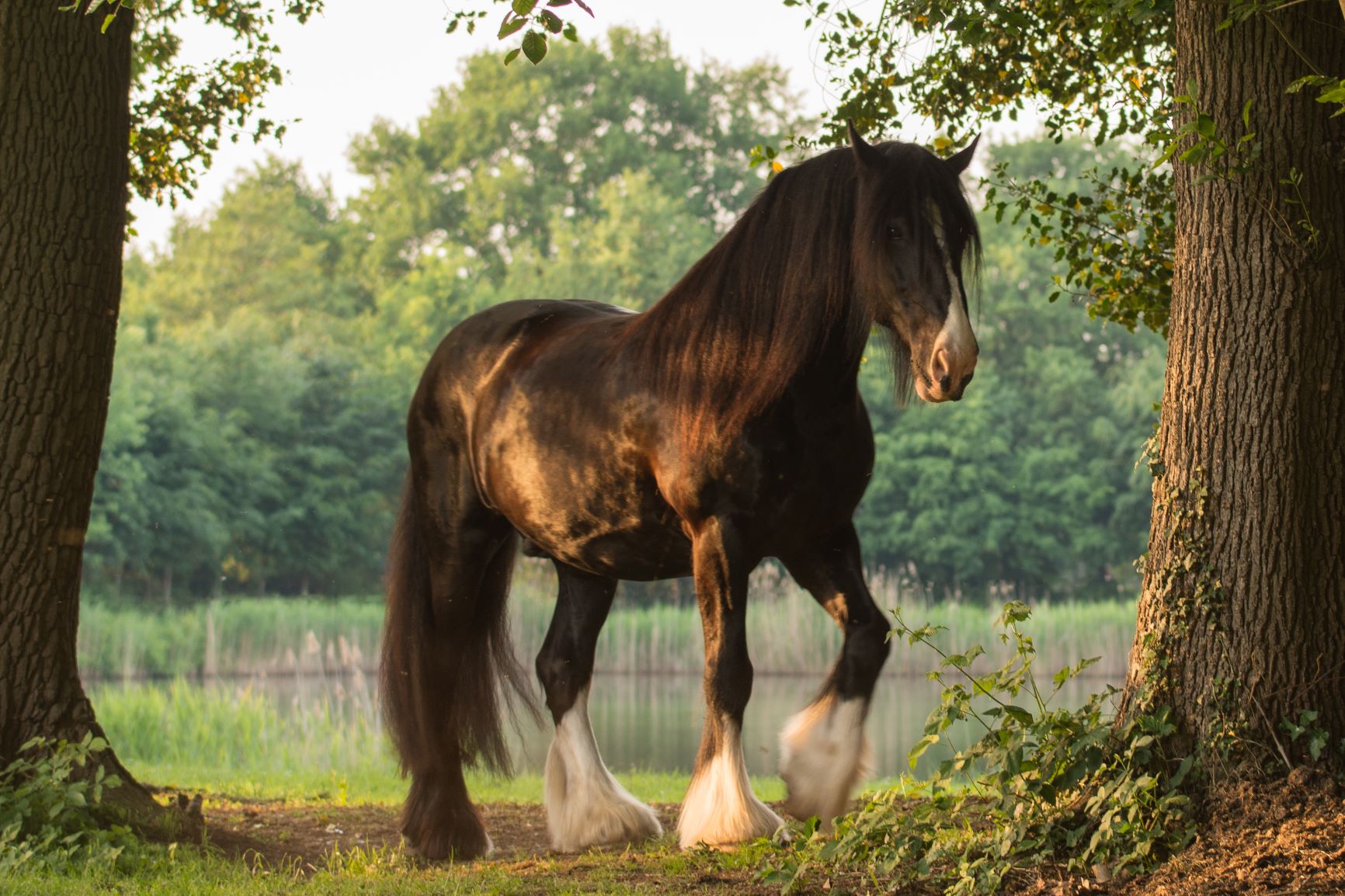 Housse De Cou Neuve Pour Cheval (Grande Taille) - Bleue - Légers Défauts