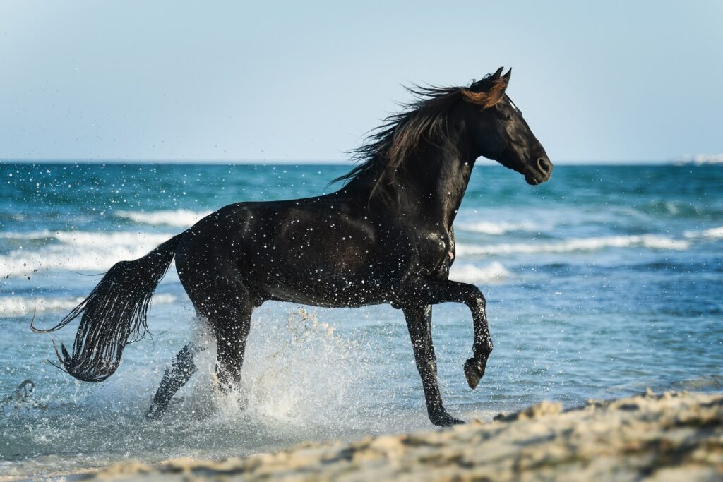 cheval barbe noir
