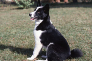 Chien d’ours de Carélie