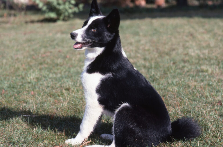 chien d'ours de carélie