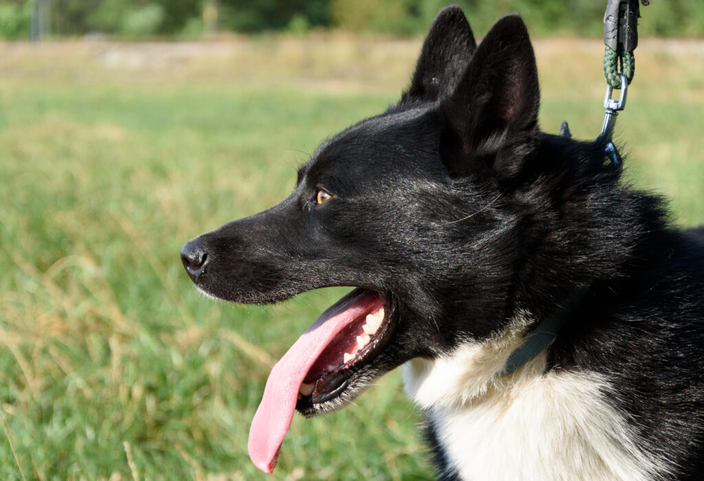 chiens d'ours de carelie