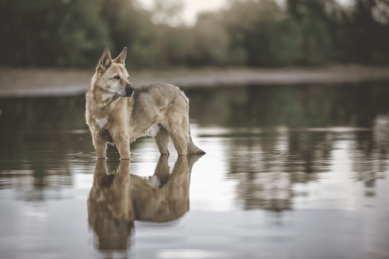 chien de canaan