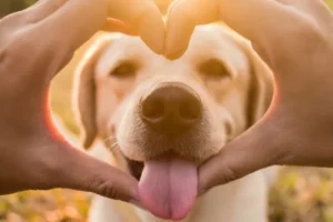 Les meilleures citations sur les chiens pour vous faire sourire