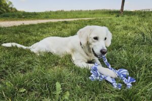 Fabriquer un jouet de traction pour chien : deux idées simples