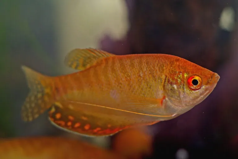 gourami
