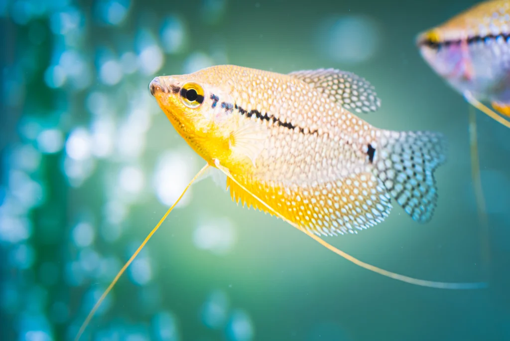 gourami jaune
