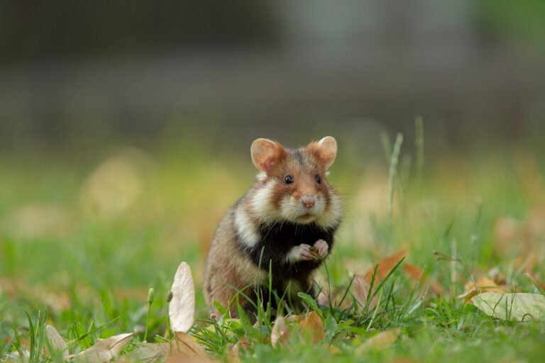 hamster d'Europe