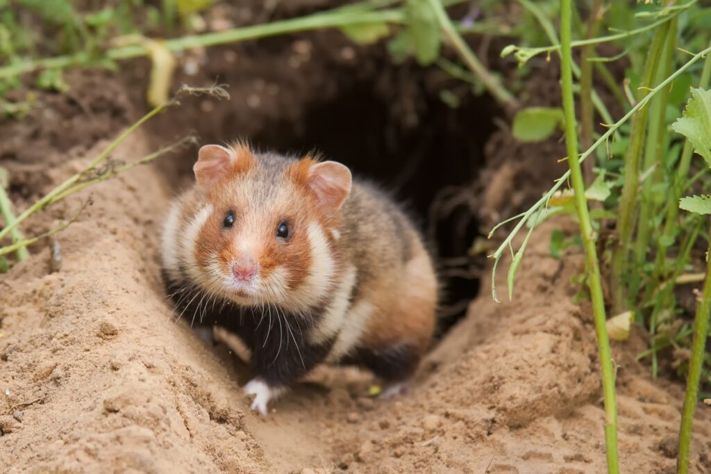 hamster européen