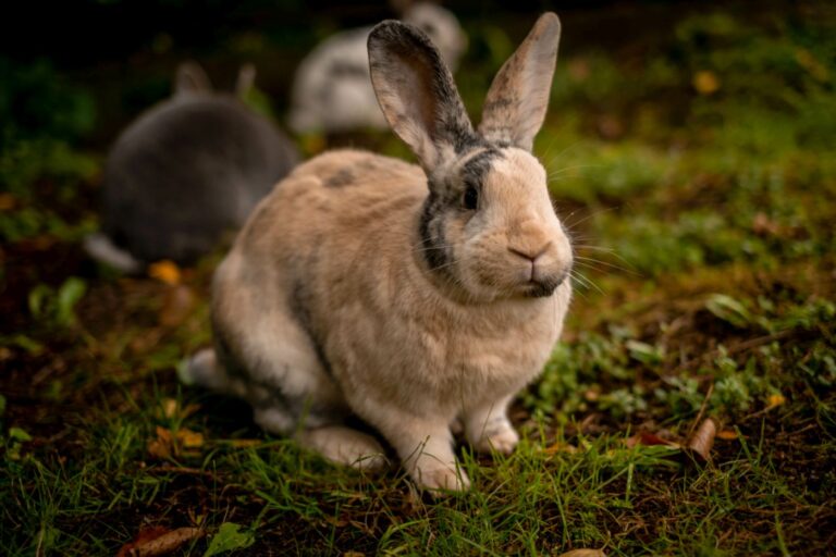 lapin japonais