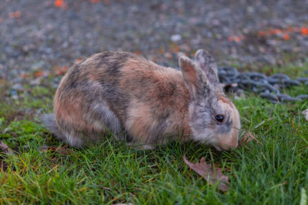 lapin arlequin