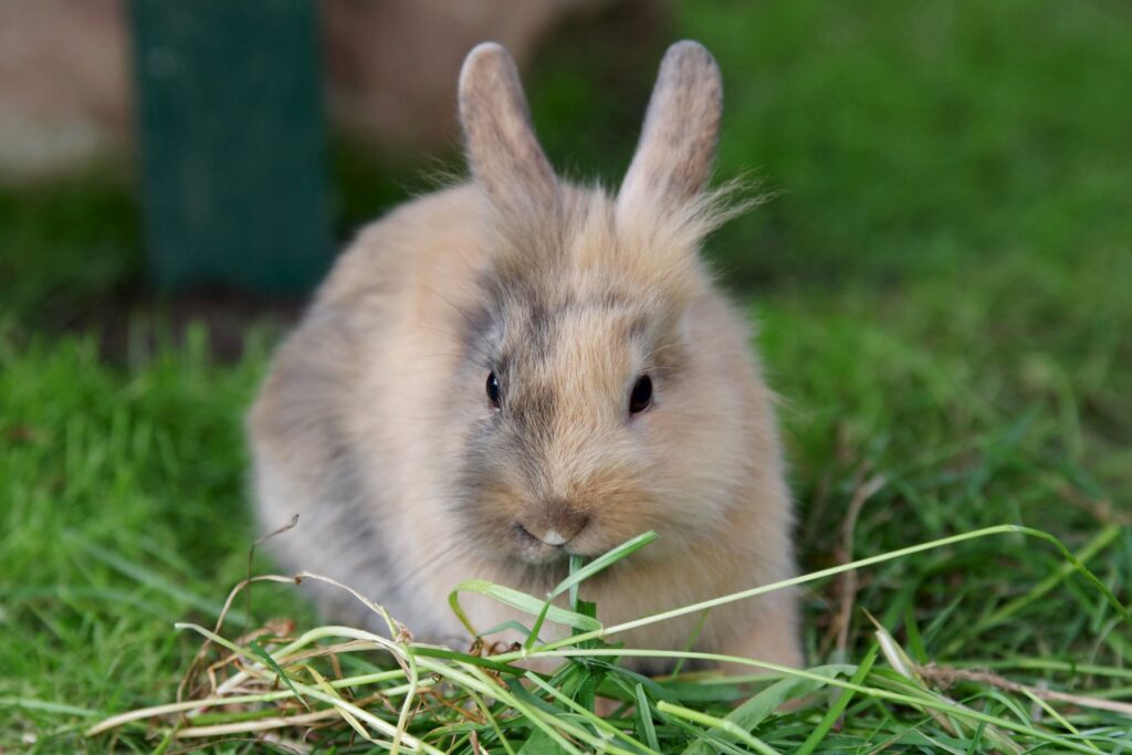 lapin nain japonais