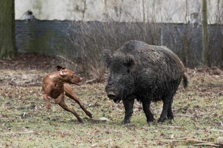 maladie d'Aujeszky chien