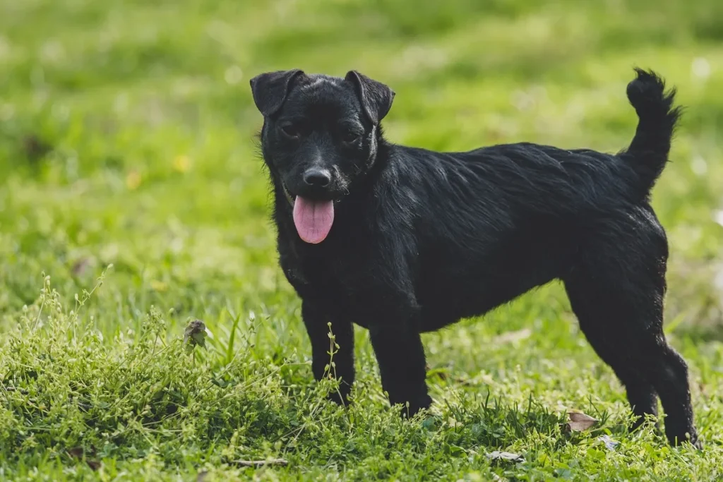 patterdale terrier noir