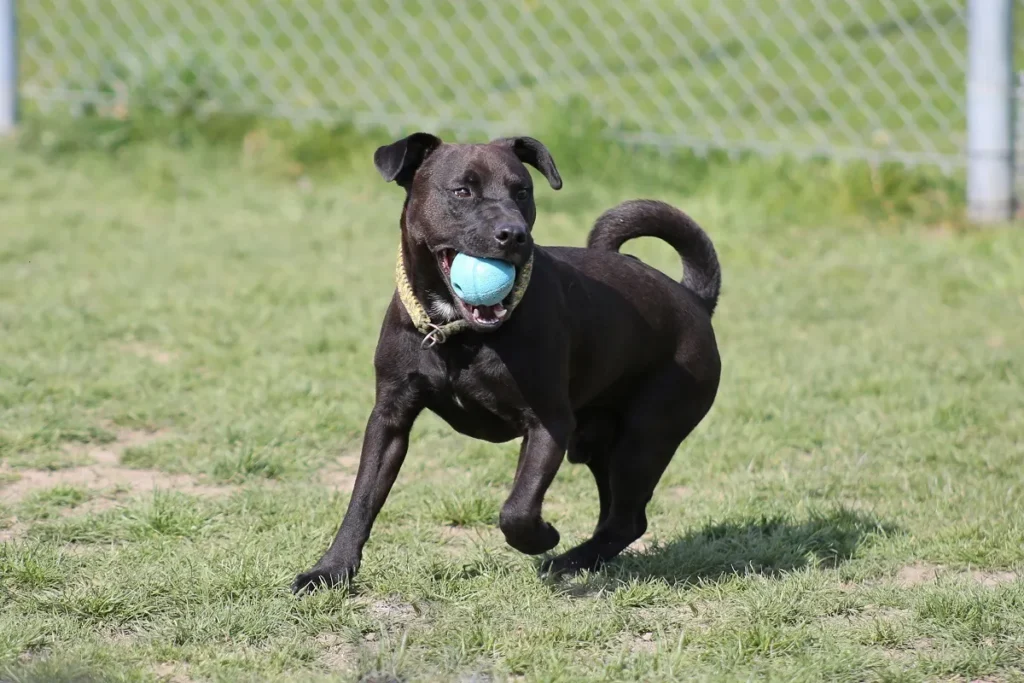 terrier patterdale