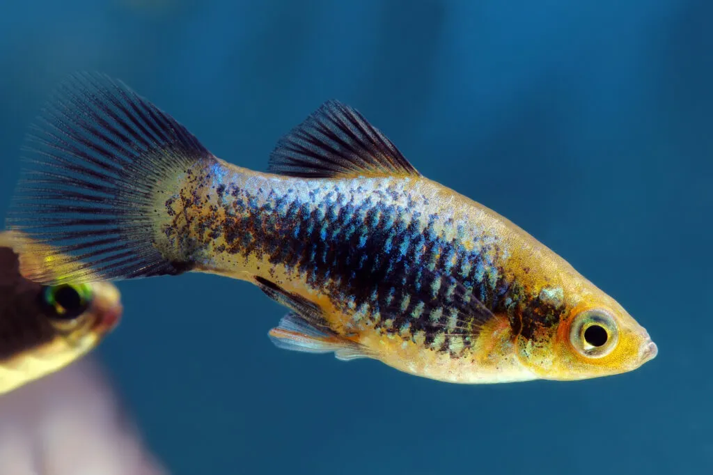 platy poisson