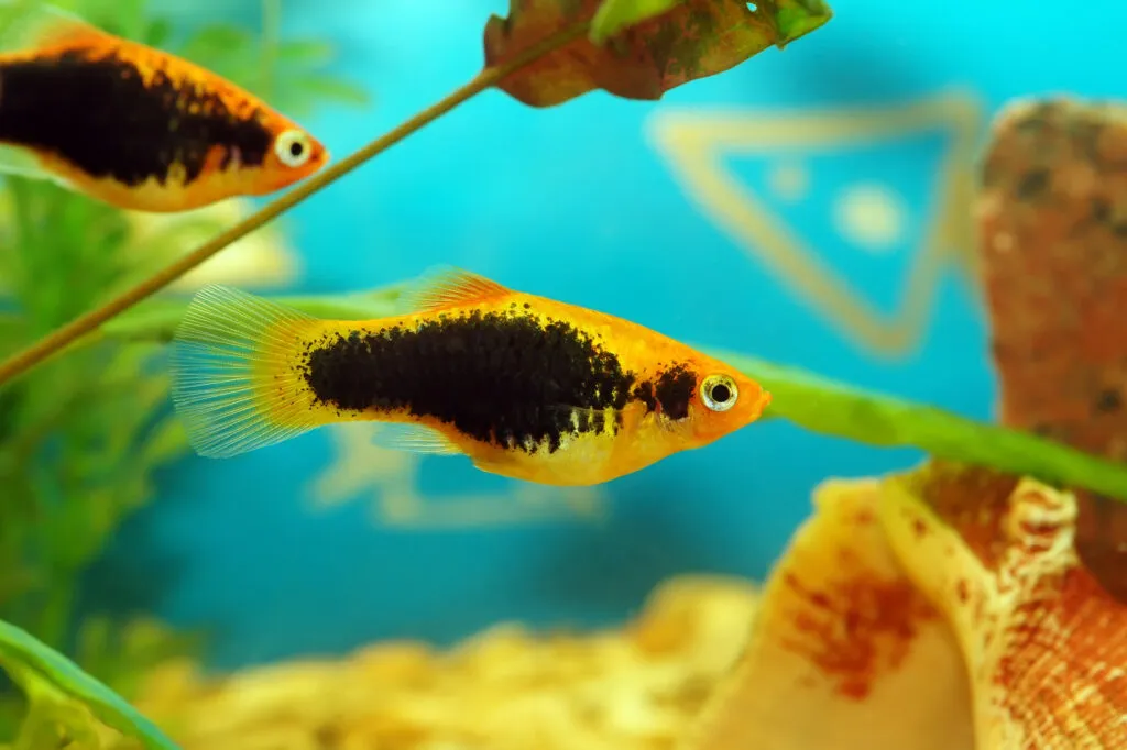 xiphophorus maculatus