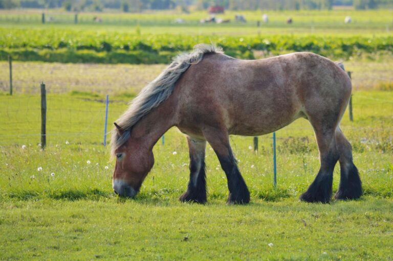 trait belge
