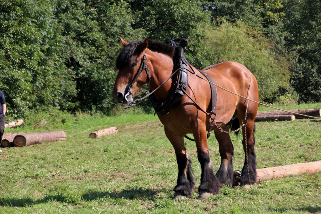 trait belge cheval