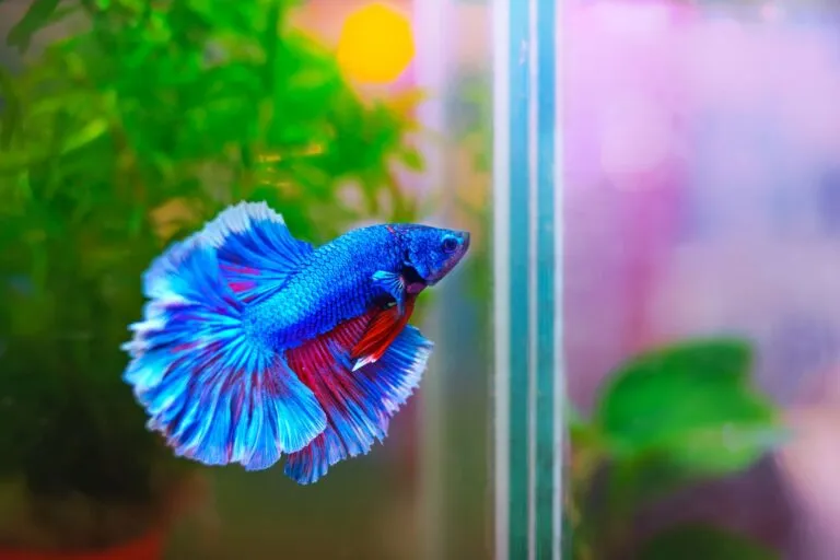 betta