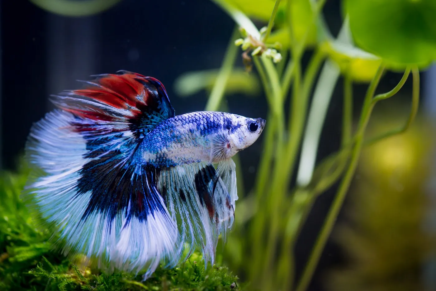 betta splendens