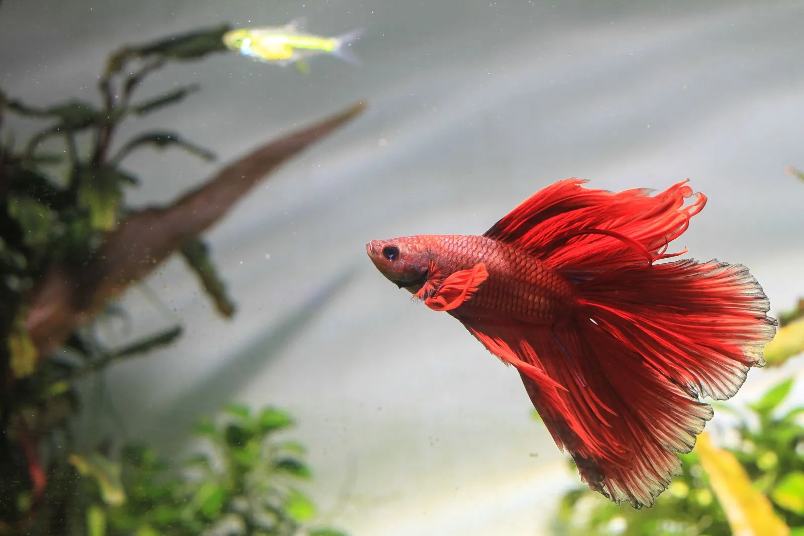 betta fish
