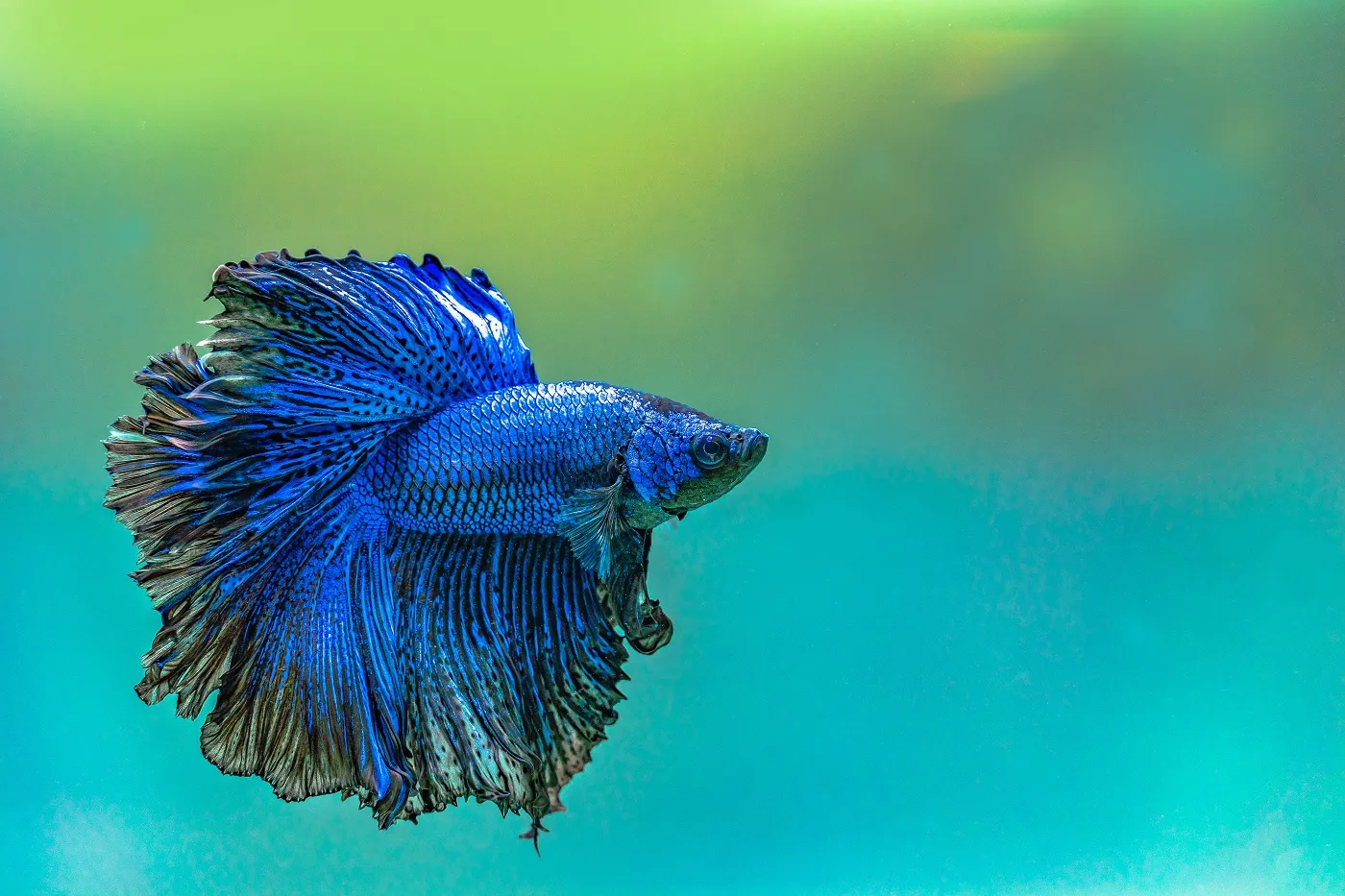 poisson betta