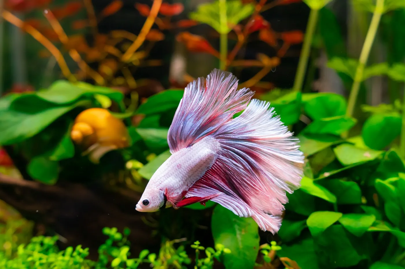 betta poisson