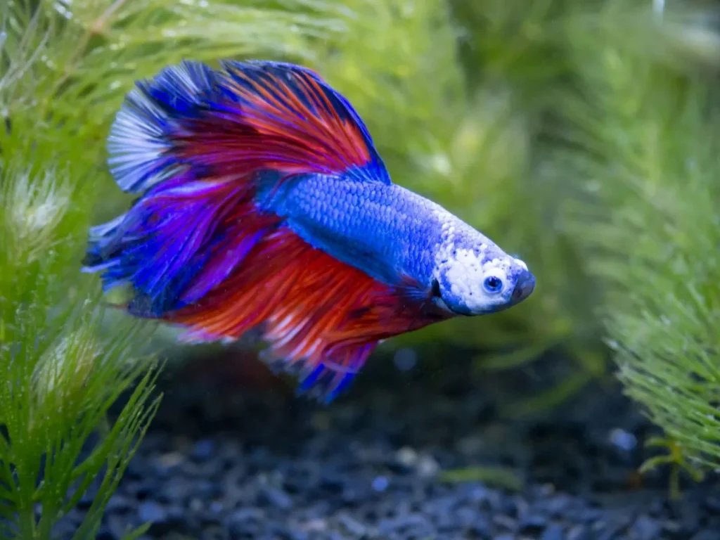 poisson combattant