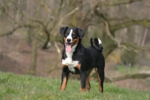 Bouvier d&rsquo;Appenzell