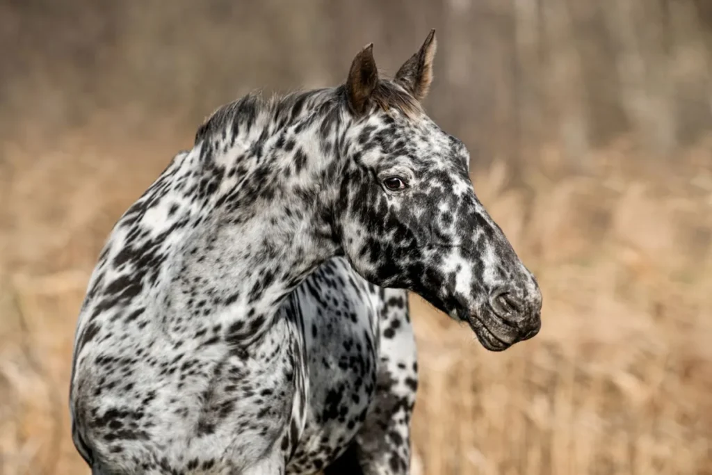 cheval knabstrup