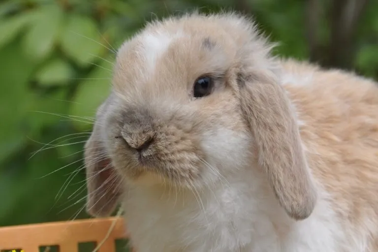 lapin bélier nain