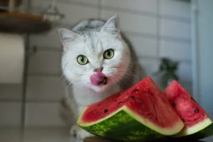 Peut-on donner de la pastèque à son chat ? 