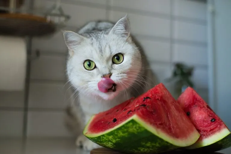 Un chat avec des morceaux de pastèques devant lui pastèque chat
