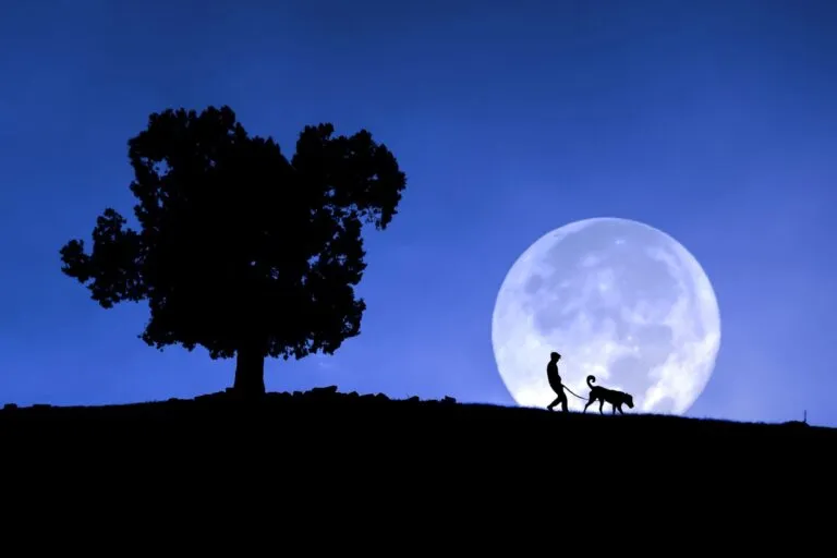 pleine lune chien