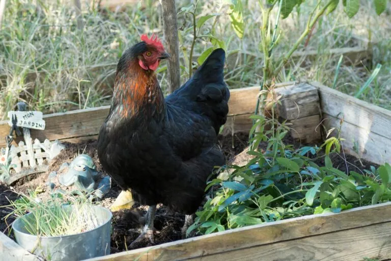 Une poule de Marans à l’extérieur poule marans
