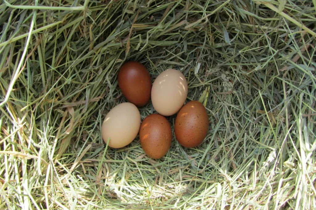 Des oeufs de poule marans oeuf de poule marans
