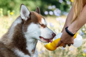 Comment faire soi-même un smoothie pour chien ?