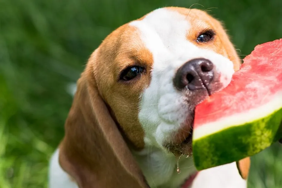 Un chien qui mange une pastèque smoothie chien