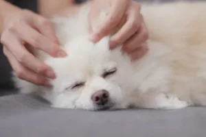 Tellington TTouch pour chien 