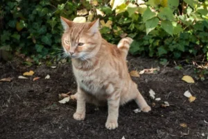 Analyse de l&rsquo;urine d&rsquo;un chat : explications et conseils