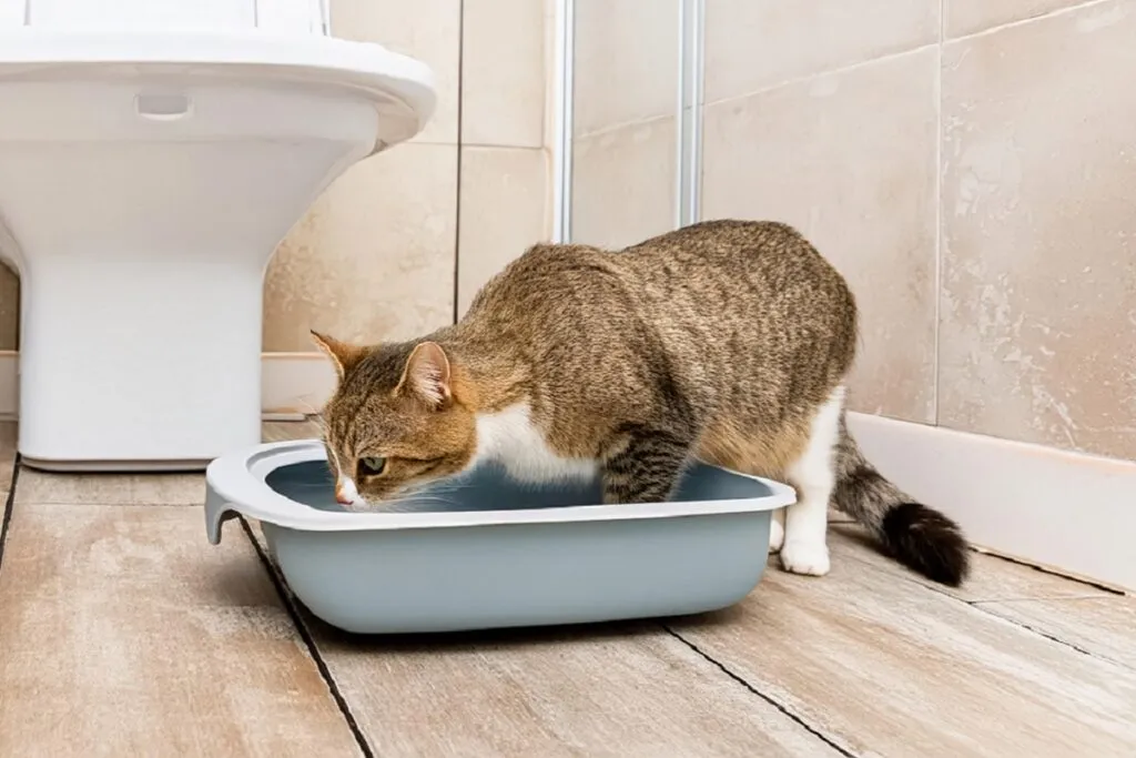 Un chat dans sa bac à litière test urinaire chat