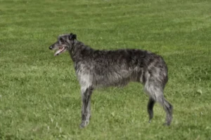 Scottish Deerhound