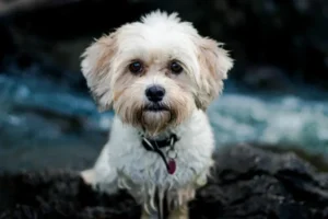 Designer Dog : qu’est-ce que c’est ?