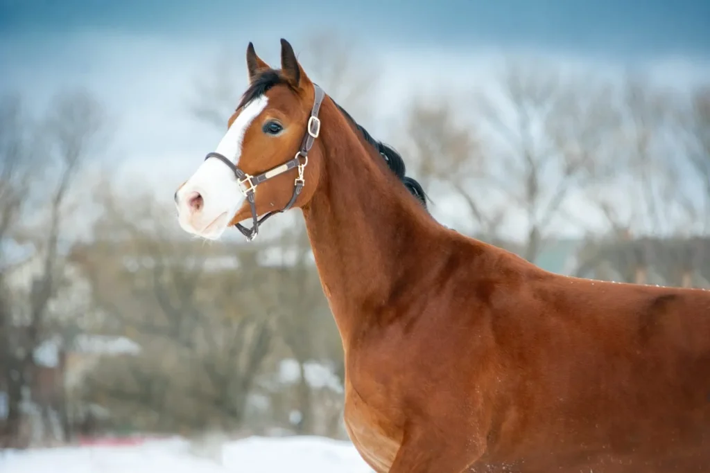 holsteiner cheval