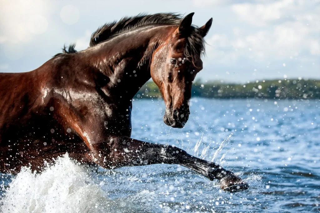 cheval holsteiner